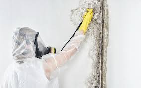 Forensic Mold Investigation in Palmer Heights, PA